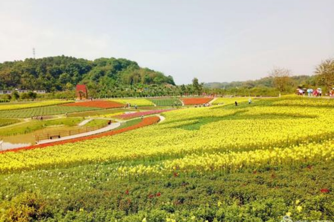 Southern Sichuan Flower Sea